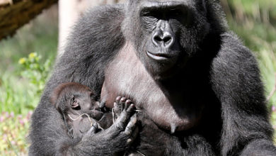 Фото - Инвесторы с Reddit переключились на горилл