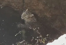 Фото - Леопард упал в глубокий колодец, но был спасён