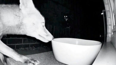 Фото - Лиса не смогла утолить голод из-за злобной кошки
