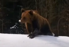 Фото - Медведь пустился в погоню за лыжниками
