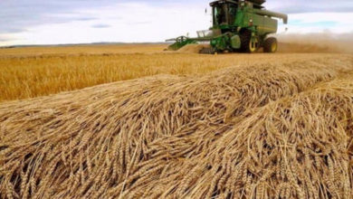 Фото - Минэкономики ожидает рекордный урожай зерна