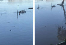 Фото - Мыши пустились в плавание, чтобы спастись от наводнения
