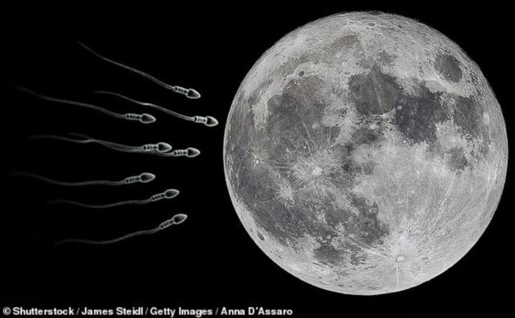 На Луне хотят построить склад с генами животных. Для этого потребуется 250 ракет