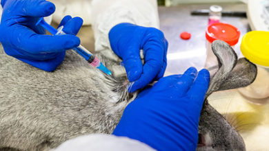 Фото - Названа цена российской вакцины от коронавируса для животных