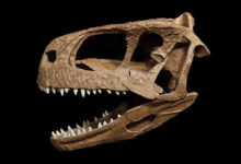 Фото - Обнаружен «вызывающий страх» новый хищный динозавр