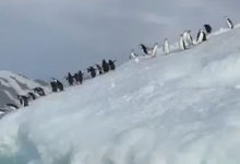 Фото - Пингвины не пожелали знакомиться с моряком