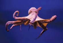 Фото - Почему осьминогов можно считать самыми умными животными в мире?