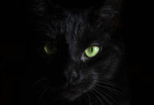 Фото - Почему полностью черных котов очень мало? Причина таится в глубинах истории