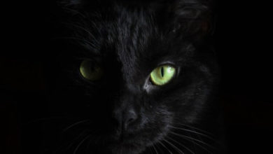 Фото - Почему полностью черных котов очень мало? Причина таится в глубинах истории