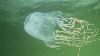 Фото - Подросток пошел плавать в океан и умер от укуса медузы