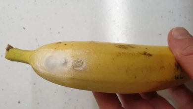 Фото - Покупательница испугалась, когда поняла, что в бананах могут завестись пауки