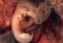 Фото - Разрешены длительные эксперименты на эмбрионах человека