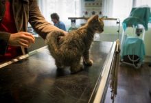 Фото - Россия зарегистрировала первую в мире вакцину против COVID-19 для животных