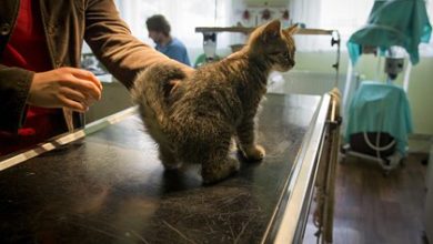 Фото - Россия зарегистрировала первую в мире вакцину против COVID-19 для животных