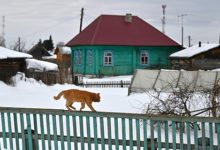 Фото - Россиянам раскрыли способы защиты дач от кошек