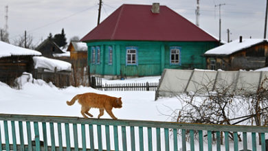 Фото - Россиянам раскрыли способы защиты дач от кошек