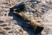 Фото - Российские коммунальщики делали ремонт и нашли кости мамонта