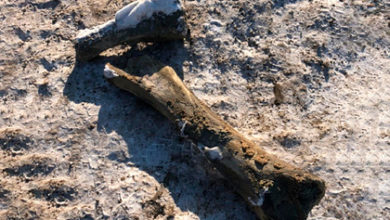Фото - Российские коммунальщики делали ремонт и нашли кости мамонта
