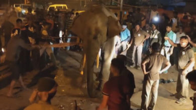 Фото - Слона удалили из населённого пункта с помощью транквилизаторов и крана