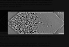 Фото - Создан способный размножаться искусственный организм