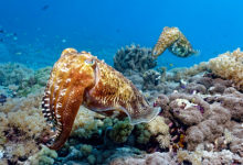 Фото - У головоногих моллюсков нашли признаки разума