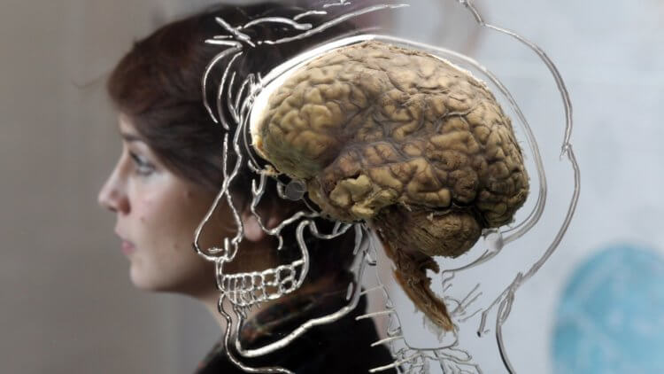 Ученые выяснили почему мозг человека больше, чем у обезьян