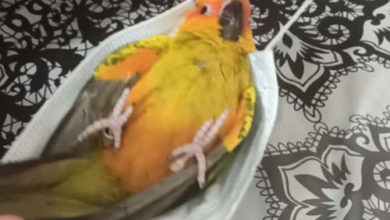 Фото - Владелец попугая сделал из защитной маски колыбель для любимца