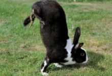Фото - Выведена порода кроликов, которые ходят на передних лапах. Все из-за ошибки ученых