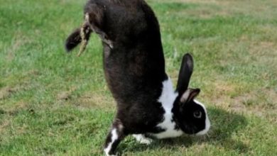 Фото - Выведена порода кроликов, которые ходят на передних лапах. Все из-за ошибки ученых