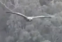 Фото - Запущенный в воздух дрон подвергся нападению орла