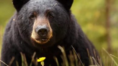 Фото - Черные медведи стали вести себя более дружелюбно. Это признак опасной болезни