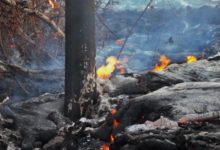 Фото - Как горят деревья под воздействием лавы? Это выглядит необычно