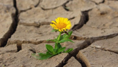 Фото - Как растения выживают во время засухи?