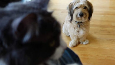 Фото - Как ученые доказали, что собаки умеют ревновать?