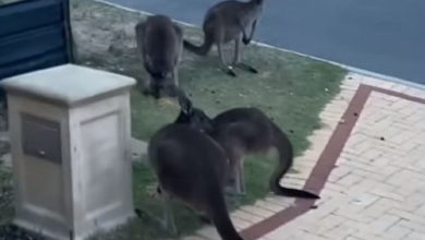 Фото - Лужайку перед домом заполонили кенгуру