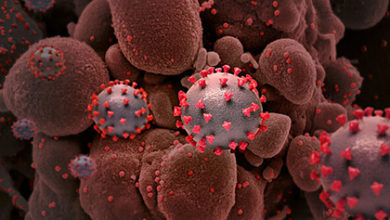 Фото - Найден устойчивый к антителам штамм коронавируса