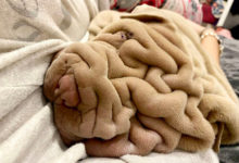 Фото - Очаровательный щенок выглядит как смятое одеяло