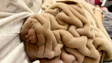 Фото - Очаровательный щенок выглядит как смятое одеяло