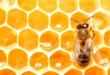 Фото - Почему мёд из США содержит в себе радиоактивные вещества?