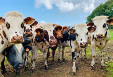 Фото - Решить проблему изменения климата предложили борьбой с метеоризмом коров