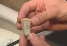 Фото - Случайно найденный камень оказался зубом тираннозавра