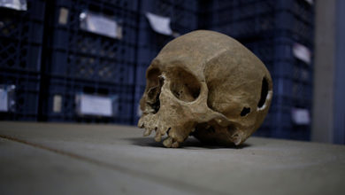 Фото - Ученые нашли самую древнюю ДНК в мире: История