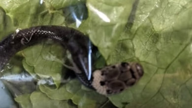 Фото - В упаковке свежего салата обнаружился ядовитый змеёныш