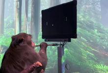 Фото - Видео: обезьяна играет в пинг-понг на компьютере при помощи импланта Neuralink