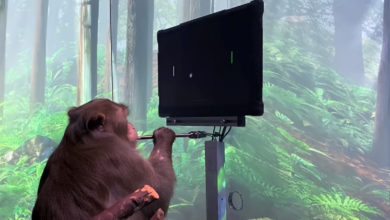 Фото - Видео: обезьяна играет в пинг-понг на компьютере при помощи импланта Neuralink