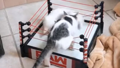Фото - Дерущиеся котята получили в подарок ринг