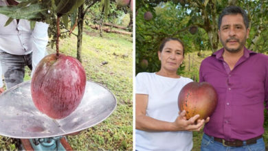 Фото - Фермеры вырастили настолько крупный плод манго, что он стал рекордным
