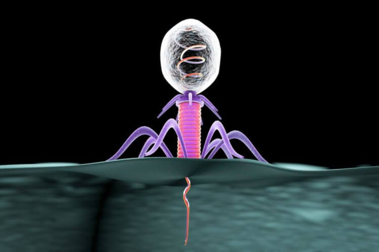 Геном некоторых вирусов отличается от всего живого на Земле