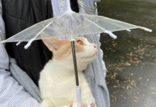 Фото - Кот, любящий гулять, получил в подарок зонтик для дождливой погоды