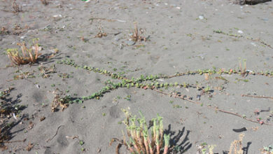 Фото - На пляжах Сочи обнаружили ядовитое растение